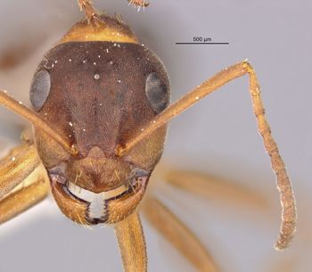 Media type: image;   Entomology 8885 Aspect: hefa